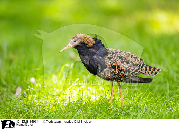 Kampflufer / ruff / DMS-14901