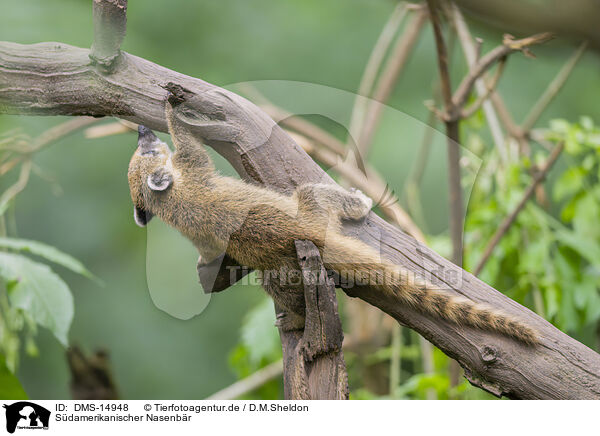 Sdamerikanischer Nasenbr / South American coati / DMS-14948