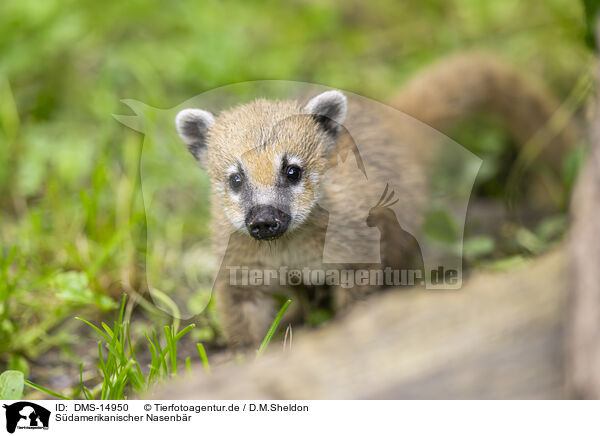 Sdamerikanischer Nasenbr / South American coati / DMS-14950