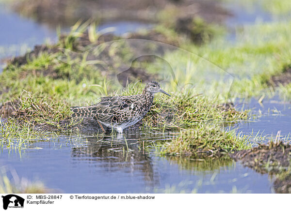 Kampflufer / ruff / MBS-28847