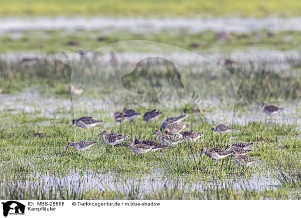 Kampflufer / ruff / MBS-28868