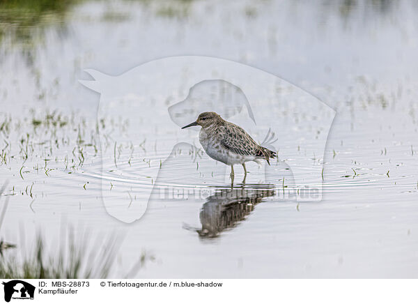 Kampflufer / ruff / MBS-28873