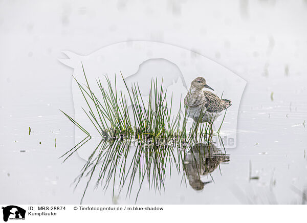Kampflufer / ruff / MBS-28874