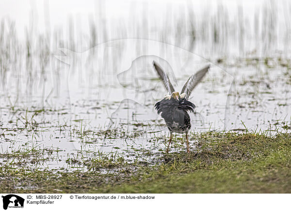 Kampflufer / ruff / MBS-28927