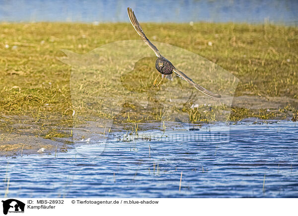 Kampflufer / ruff / MBS-28932