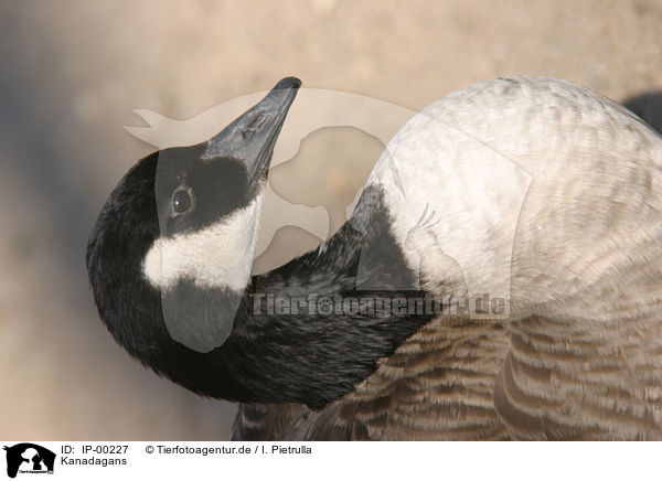 Kanadagans / canada goose / IP-00227