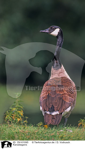 Kanadagans / canadensis goose / DV-01095