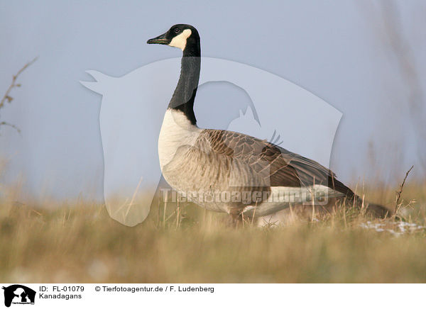 Kanadagans / canada goose / FL-01079