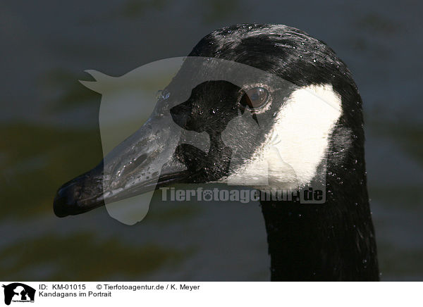 Kandagans im Portrait / KM-01015