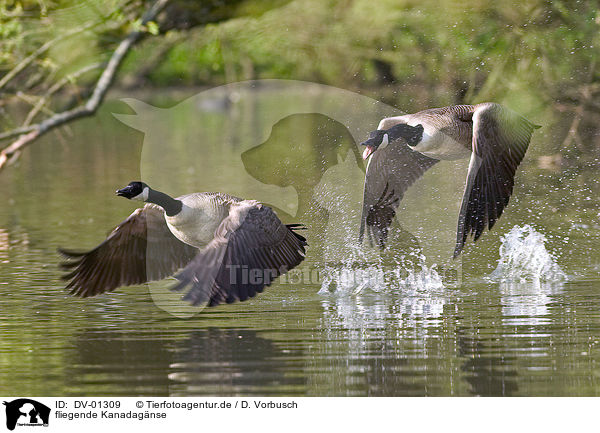 fliegende Kanadagnse / canada geese / DV-01309