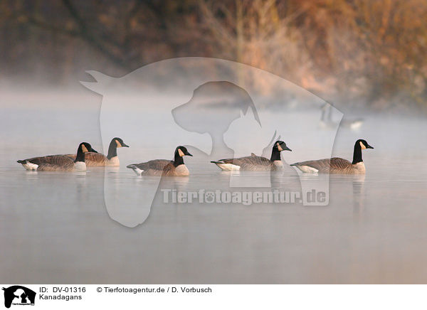 Kanadagans / canada geese / DV-01316