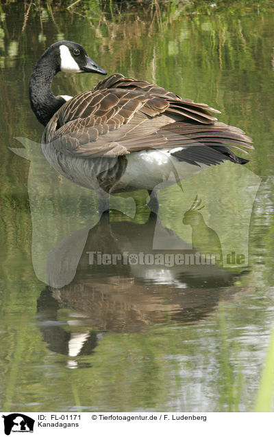 Kanadagans / Canada goose / FL-01171