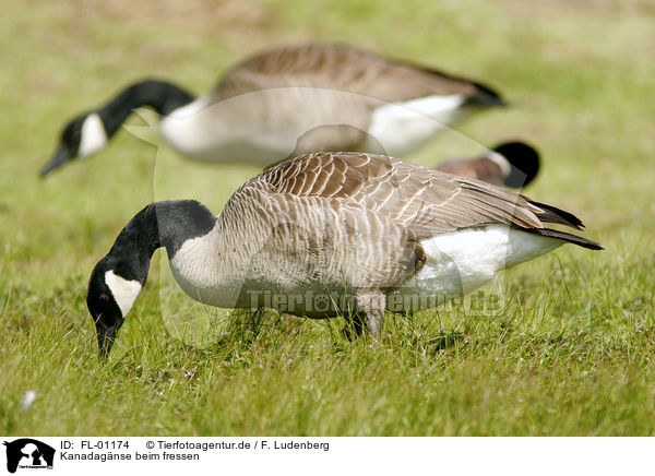 Kanadag�nse beim fressen / eating Canada geese / FL-01174