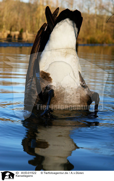 Kanadagans / canada goose / AVD-01522