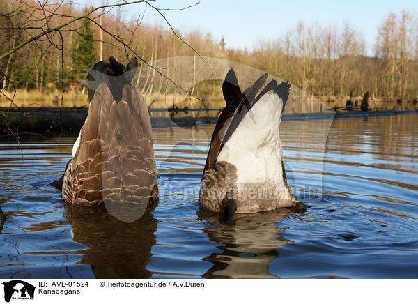 Kanadagans / canada goose / AVD-01524