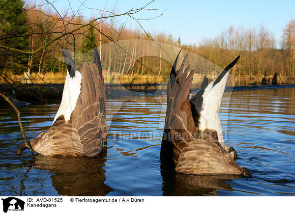 Kanadagans / canada goose / AVD-01525