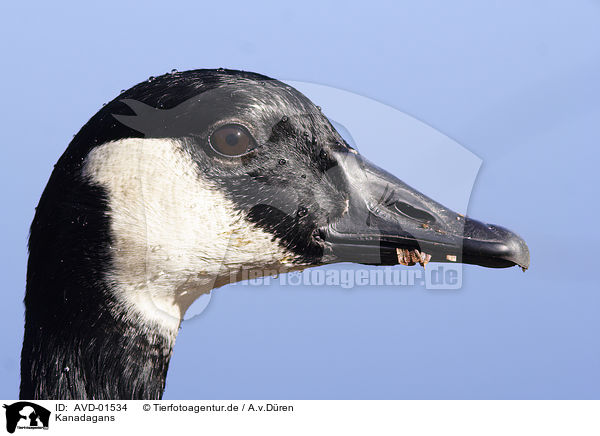 Kanadagans / canada goose / AVD-01534