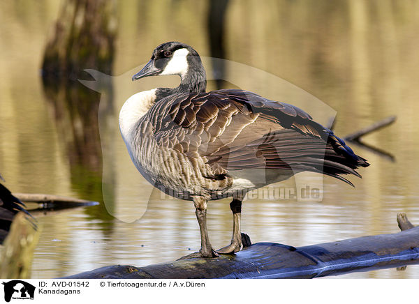 Kanadagans / canada goose / AVD-01542