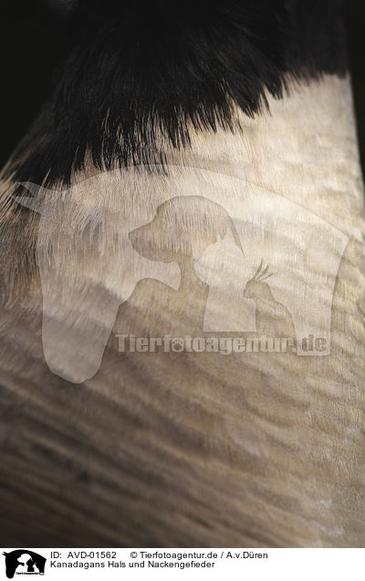 Kanadagans Hals und Nackengefieder / Canada Goose / AVD-01562