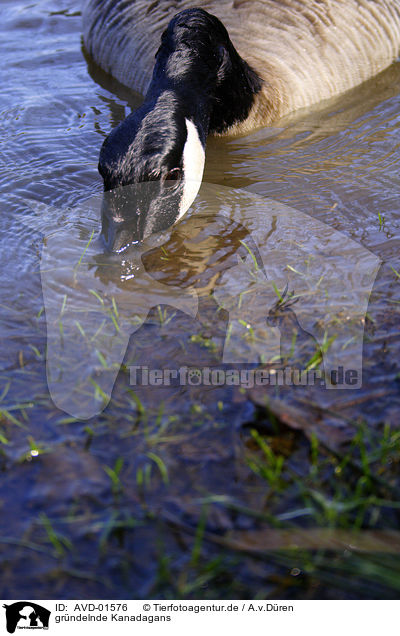 grndelnde Kanadagans / Canada Goose / AVD-01576