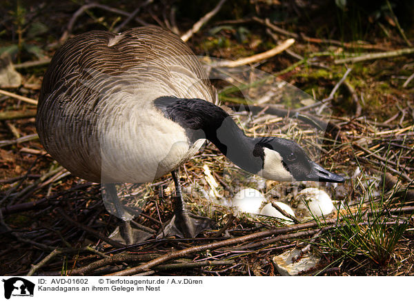 Kanadagans an ihrem Gelege im Nest / AVD-01602