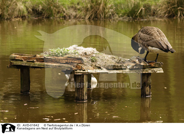 Kanadagans am Nest auf Brutplattform / breeding canada goose / AVD-01642
