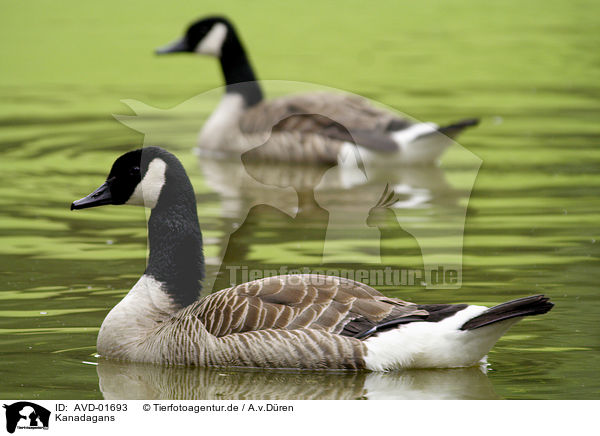 Kanadagans / canada goose / AVD-01693