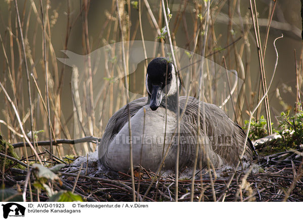 brtende Kanadagans / breeding candada goose / AVD-01923