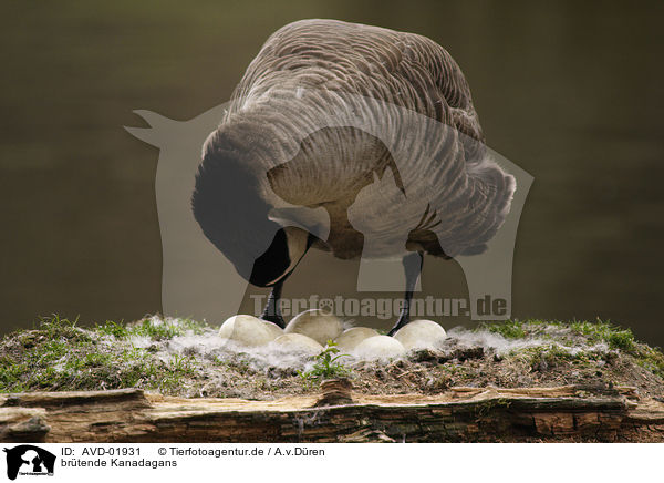 brtende Kanadagans / breeding candada goose / AVD-01931