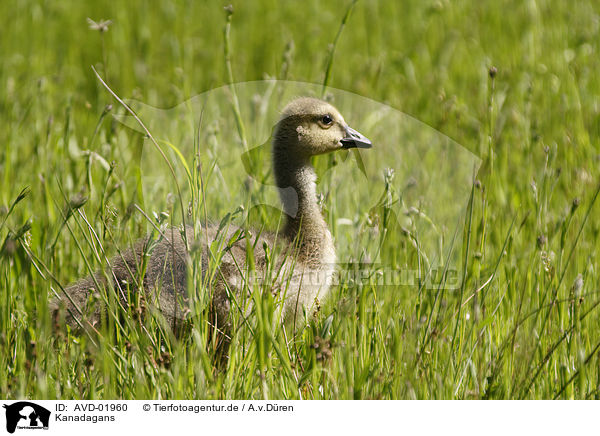 Kanadagans / Canada goose / AVD-01960
