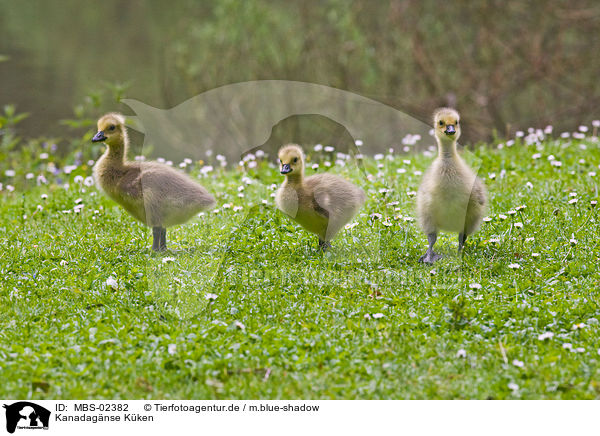 Kanadagnse Kken / young Canada geese / MBS-02382