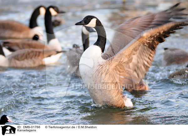 Kanadagans / Canada goose / DMS-01766