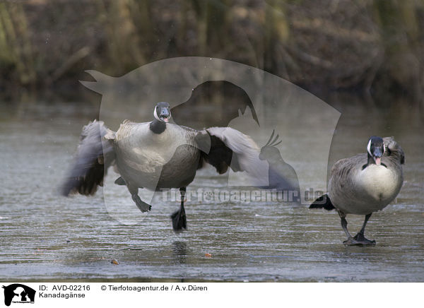 Kanadagnse / canada geese / AVD-02216