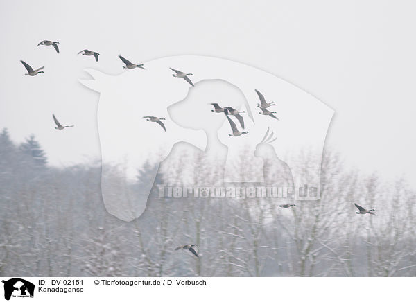 Kanadagnse / Canada geese / DV-02151