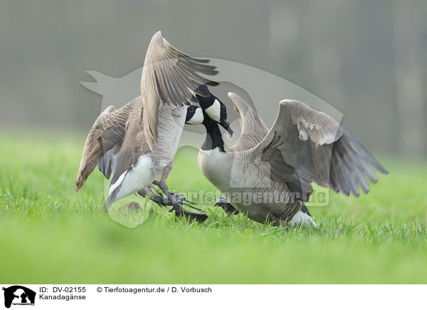 Kanadagnse / Canada geese / DV-02155