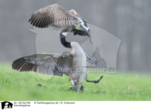 Kanadagnse / Canada geese / DV-02156