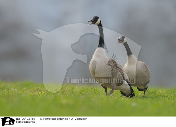 Kanadagnse / Canada geese / DV-02157