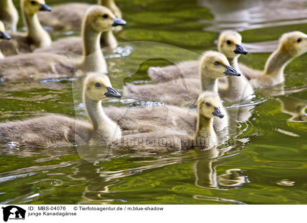junge Kanadagnse / young Canada geese / MBS-04076