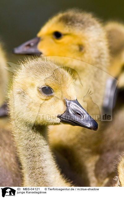 junge Kanadagnse / young Canada geese / MBS-04121
