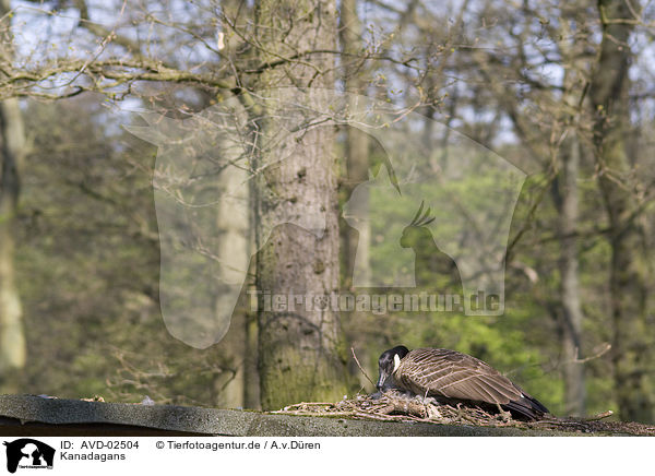 Kanadagans / Canada goose / AVD-02504