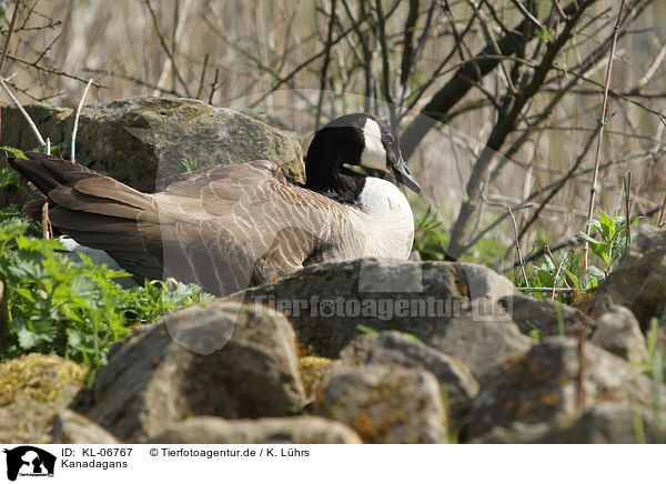 Kanadagans / Canada goose / KL-06767