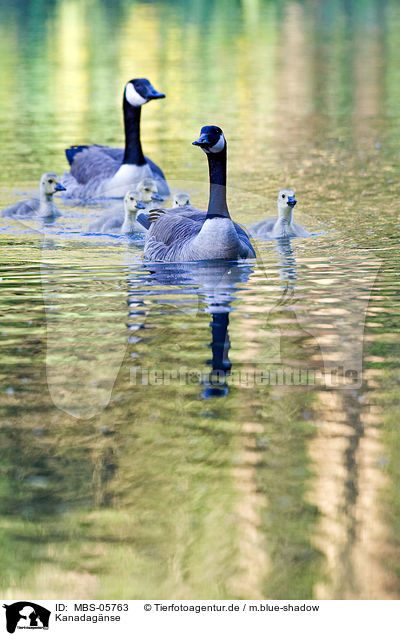 Kanadagnse / Canada geese / MBS-05763