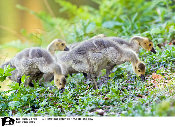 Kanadagnse / Canada geese / MBS-05765