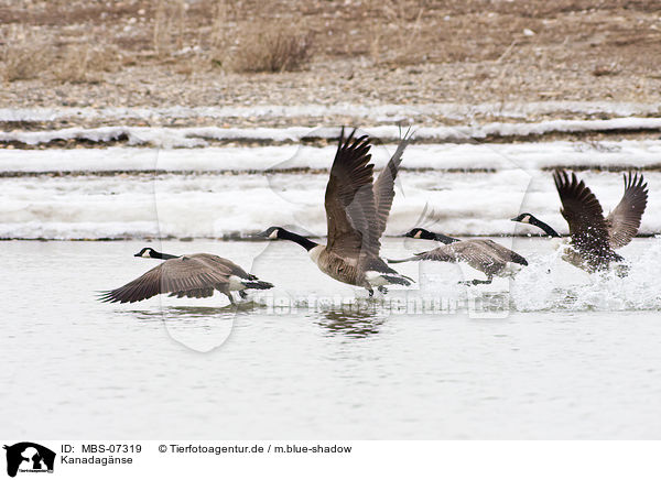 Kanadagnse / Canada geese / MBS-07319