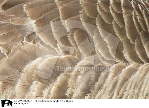 Kanadagans / Canada goose / AVD-02927