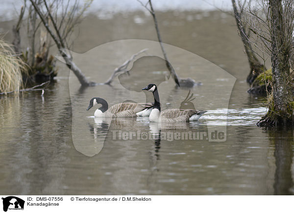 Kanadagnse / Canada geese / DMS-07556