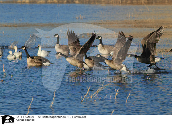 Kanadagnse / Canada geese / FF-02880