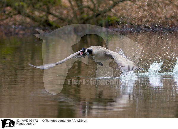 Kanadagans / Canada goose / AVD-03472