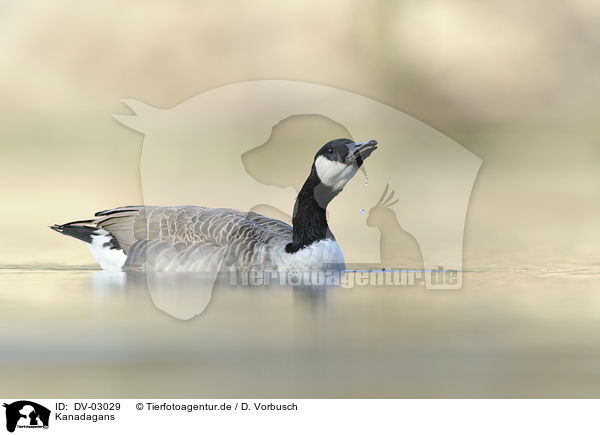 Kanadagans / Canada goose / DV-03029