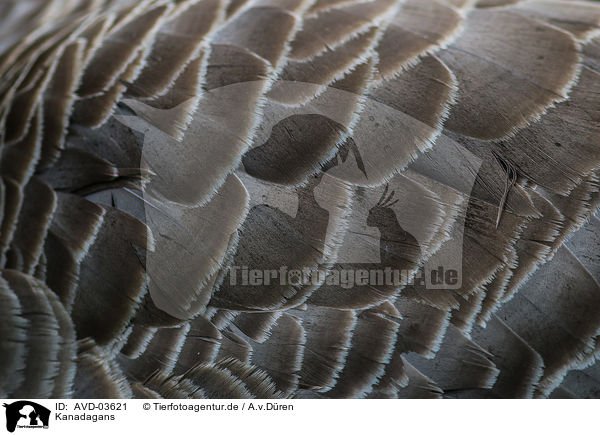 Kanadagans / Canada goose / AVD-03621